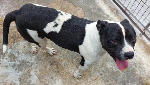 CHICCO, incrocio AMSTAFF, ottimo carattere Foto 3